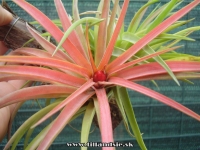 Tillandsia multiflora