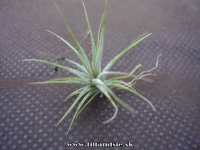 Tillandsia pohliana