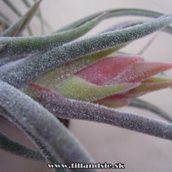 Tillandsia pruinosa