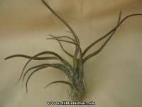 Tillandsia pruinosa