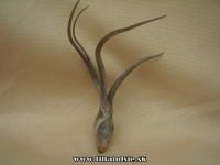 Tillandsia pseudobaileyi