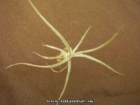 Tillandsia schiedeana