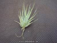 Tillandsia seleriana