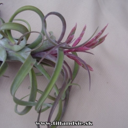T.streptophylla x T.caputmedusae