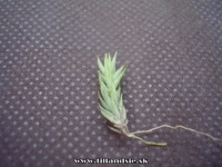 Tillandsia tricholepis aff.