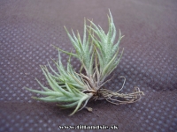 Tillandsia tricholepis