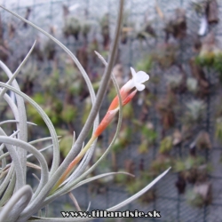 Tillandsia toropiensis