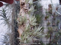Tillandsia virescens